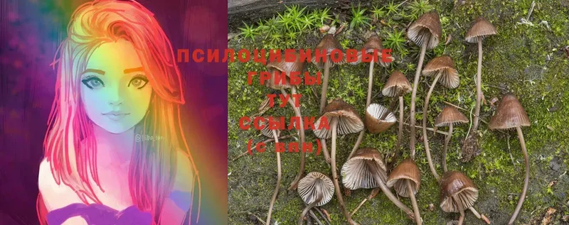 Галлюциногенные грибы Cubensis  Ивангород 